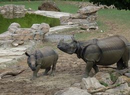 family of rhinos in the zoo pen