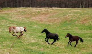 horses gallop across the field