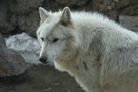 white wolf near the cliff