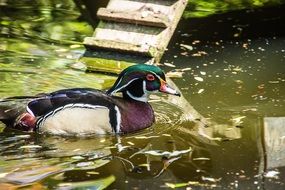 unusual beautiful duck in the water