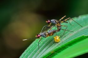 Macro picture of pairing Insects
