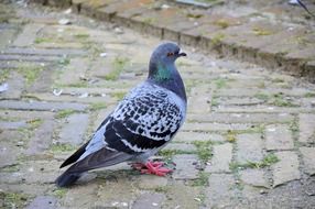 awesome beautiful Pigeon Birds