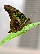 Macro photo of beautiful butterfly