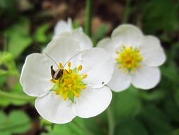 insect on white flowers close-up