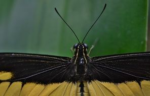 butterfly wing macro