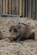 desert warthog in zoo, estonia, Tallinn