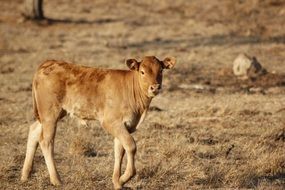 the calf walks in a dry field