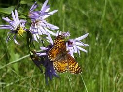 yellow spotted butterfly on a flower