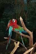 two parrots with colorful plumage on a tree