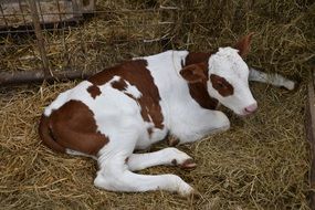 domestic calf in hay on a farm