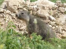 alpine marmot in wildlife