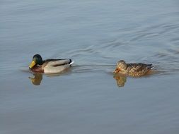 duck and Drake on the water close-up