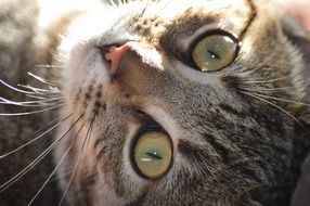 Nice green eyes of cat