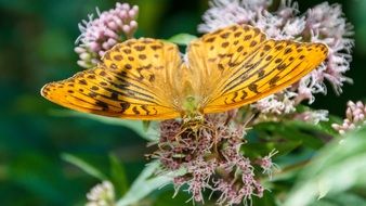 orange butterfly in the summer garden