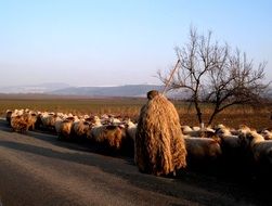 Sheeps in spring