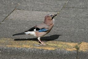 bird jay on the pavement on a sunny day