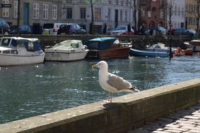 charming Seagull Bird