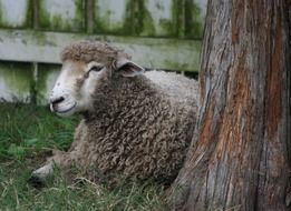 wondrous cute sheep near the tree