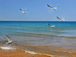 seagulls on a tropical coast in Brazil