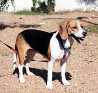 Beautiful, cute and colorful hunting beagle dog