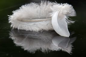 white feather on black surface in mirror image