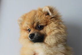 Cute Pomerannian Spitz at white background