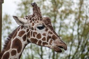 picture of the Giraffe's head