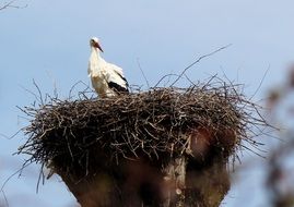 stork in a nest on a high pole