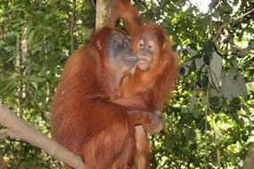 Monkeys in the jungle in Asia