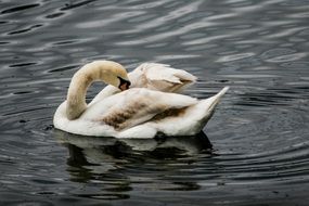 unusually handsome Swan on the water