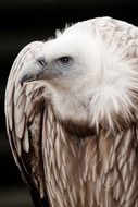 portrait of a vulture