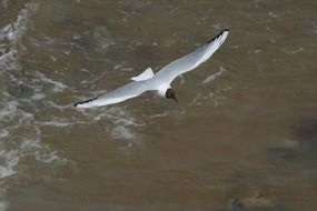 flying seagulls over water