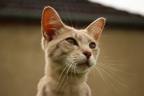 portrait of a domestic tom cat