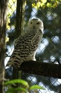 incredibly beautiful Owl Animal