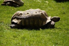 african spurred tortoise on grass, side view