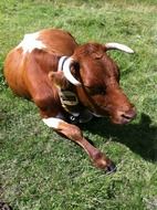 cow resting in a clearing