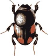 painted black beetle with red spots