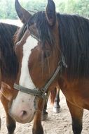horse on a farm in the animal world