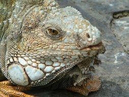 Iguana in the park
