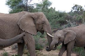 Cute elephant family among the plants in Namibia