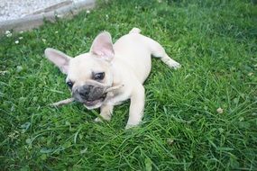 playful little French bulldog