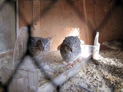 quail in a cage