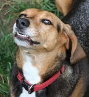 domestic dog with sharp teeth