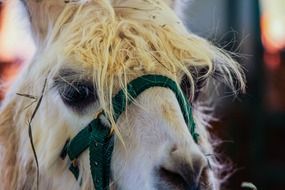 Head of the cute white llama