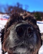 portrait of black nose of brown Dog