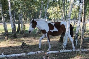 walking german reitponny and birch trees