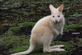 white kangaroo on green grass