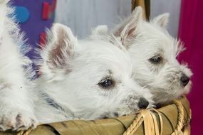 white puppies in a basket close-up