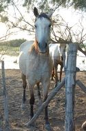 picture of the horse is on a beach