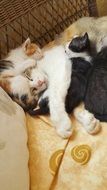 cat with kittens on the bed